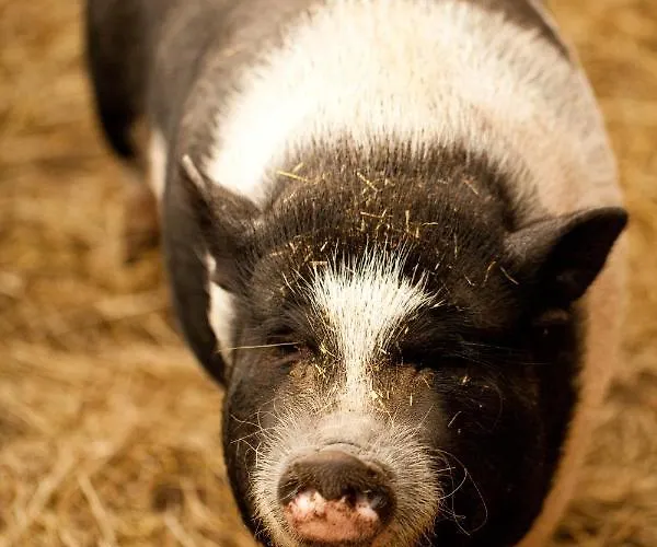 Gut Boltenhof Fürstenberg-Havel